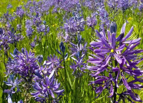 Flowers that Start with G