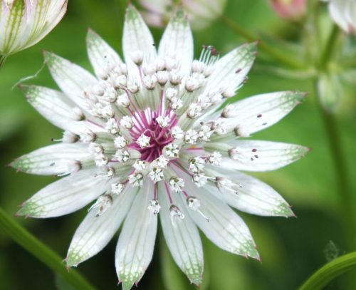 Flowers that Start with G