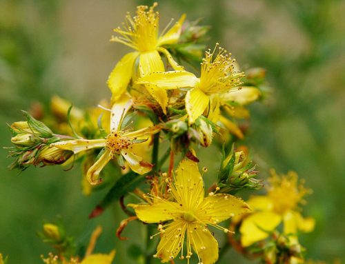 Flowers that Start with G