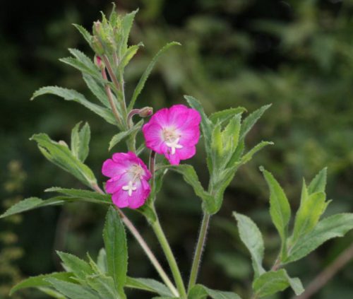 Flowers that Start with G