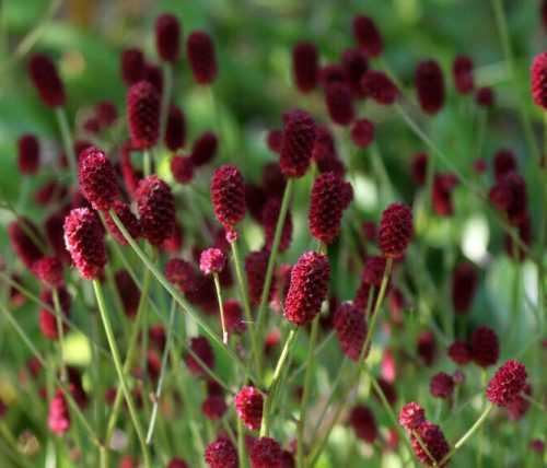 Flowers that Start with G