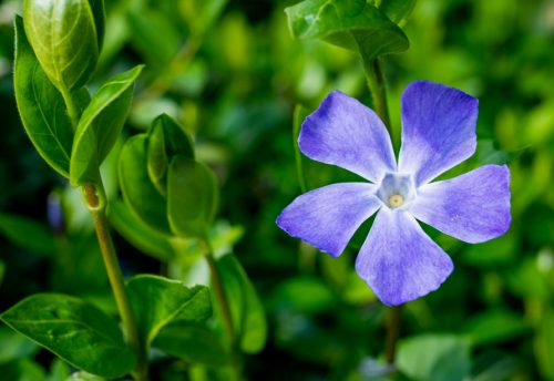 Flowers that Start with G