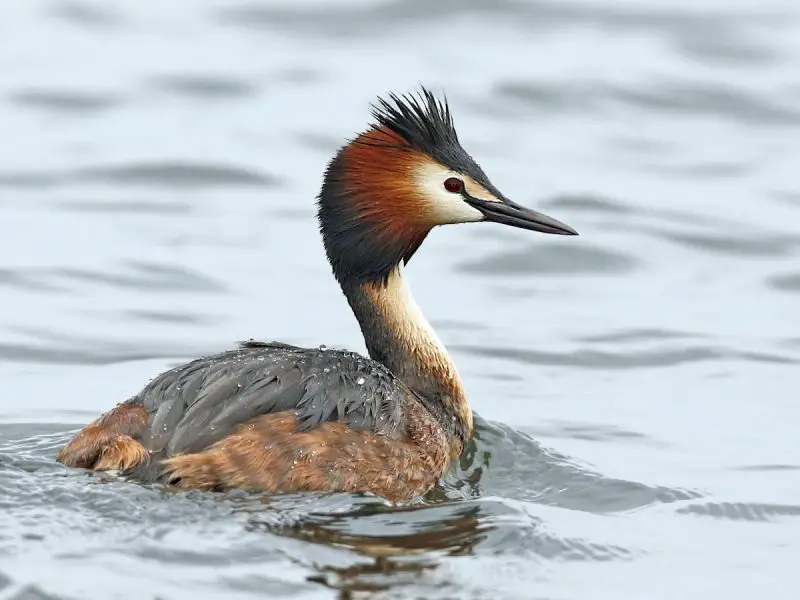 15 Fascinating Characteristics of Grebes