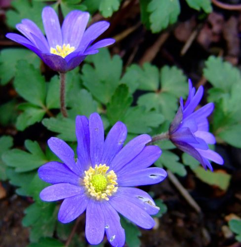 Flowers that Start with G