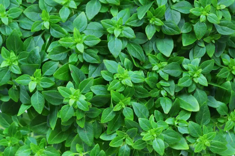 Types of Basil Plants