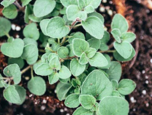 15 Types of Oregano Plants (With Pictures)