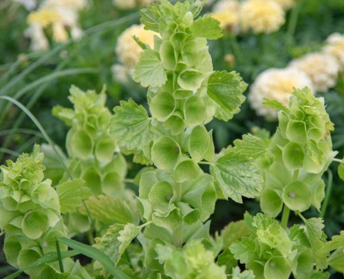 Flowers that Start with G