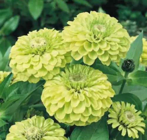 Flowers that Start with G