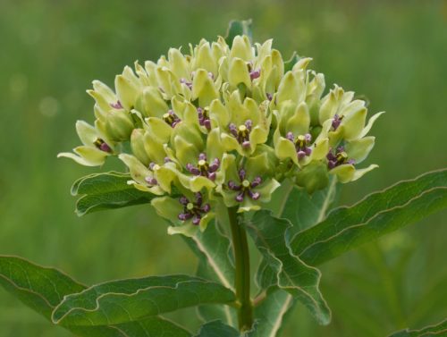 Flowers that Start with G