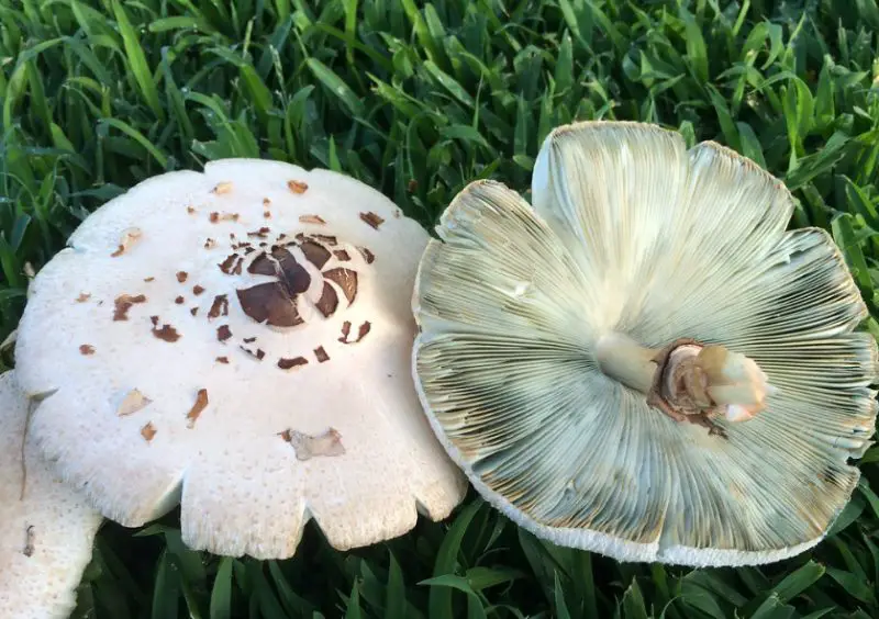 Florida Mushrooms