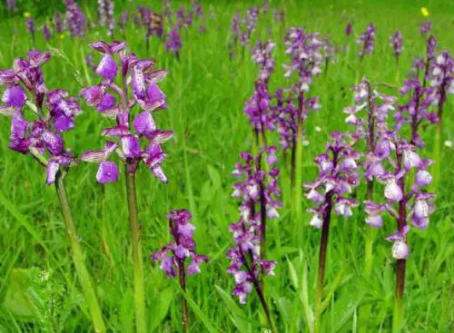 Flowers that Start with G