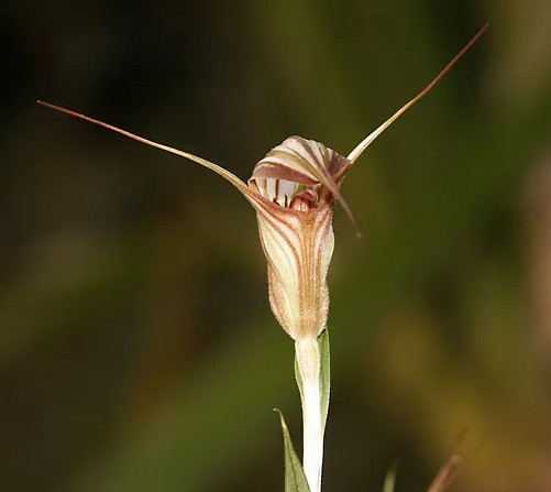 Flowers that Start with G