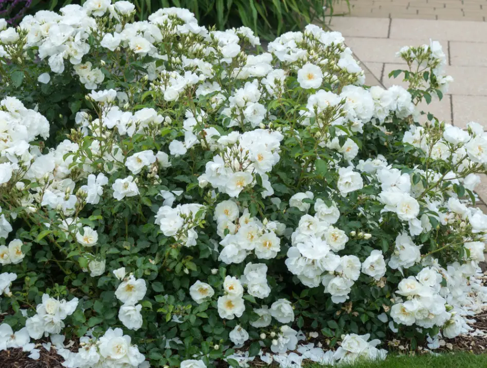 Types of Rose Plants