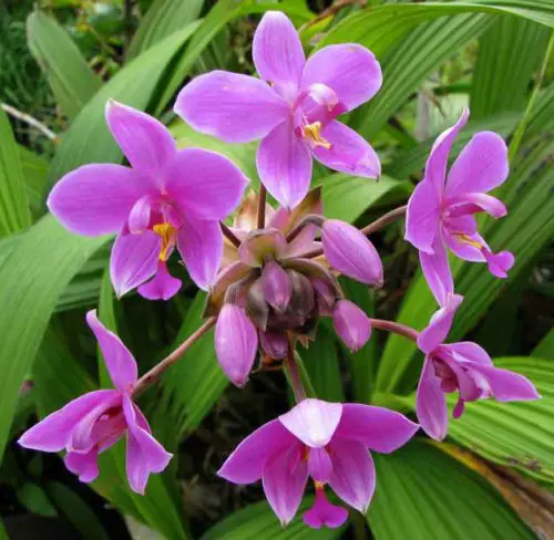 Flowers that Start with G