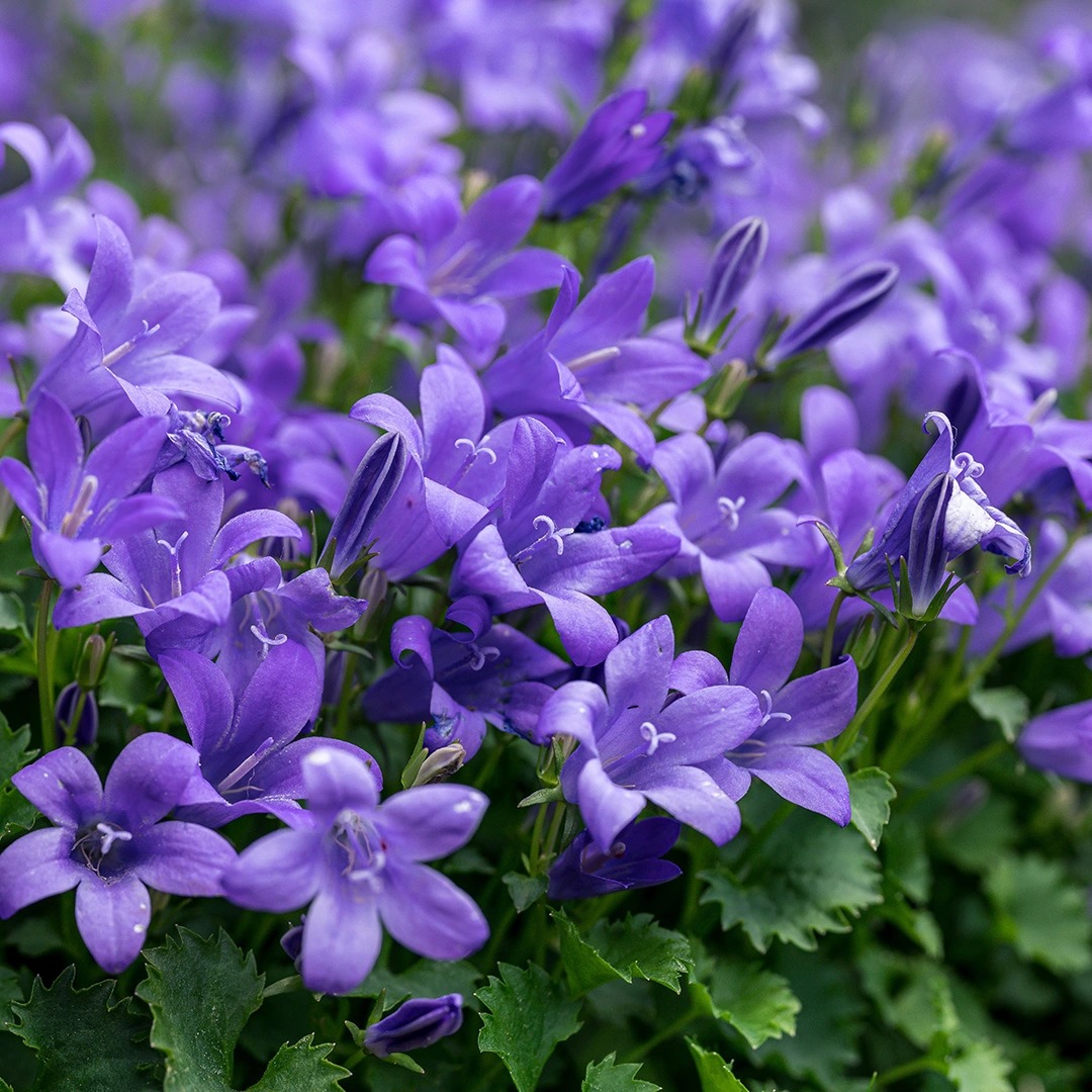 Ground Cover Plants with Purple Flowers