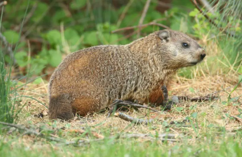 Groundhogs in New Jersey
