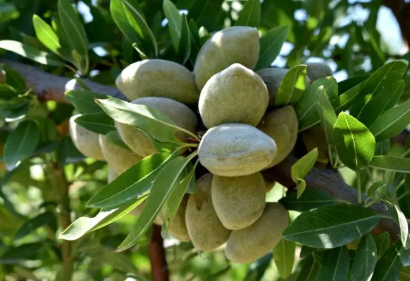 Almond Trees