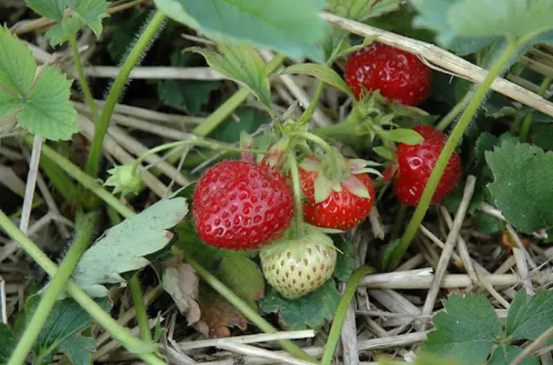 Types of Strawberry Plants