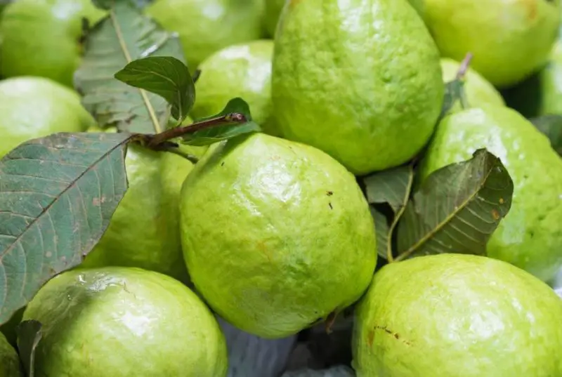 Guava Fruit Tree