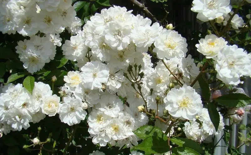 White Climbing Roses