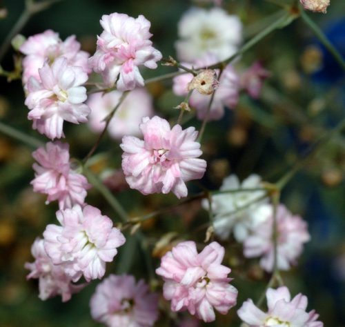 Flowers that Start with G