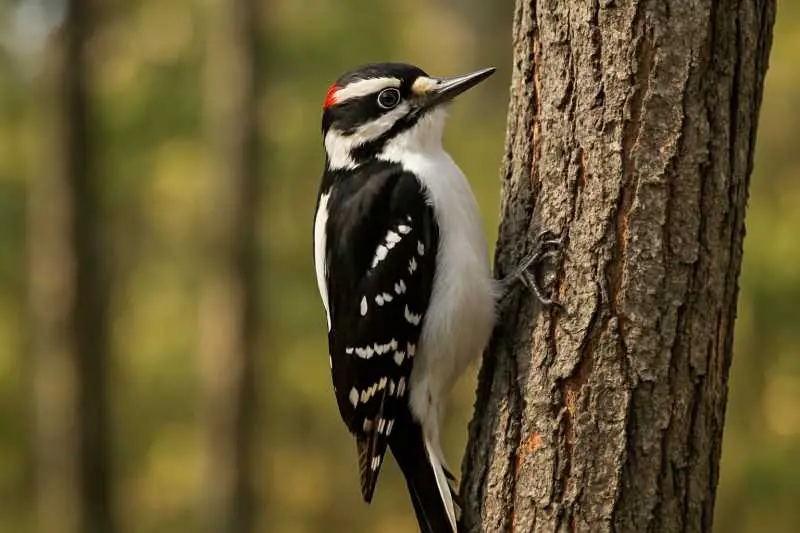 Hairy Woodpecker (Dryobates villosus)