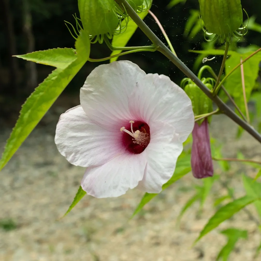 Types of Hibiscus Plants