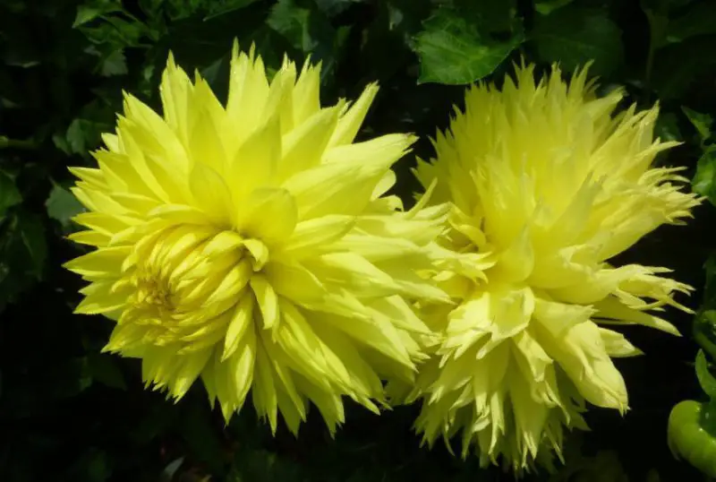 Yellow Dahlia