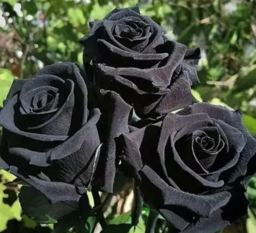 Black and Red Roses