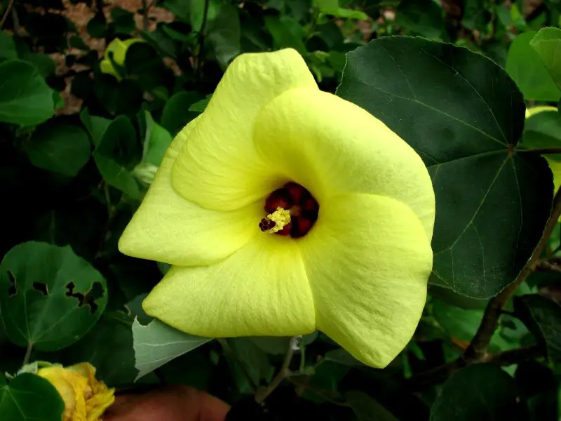 Types of Hibiscus Plants