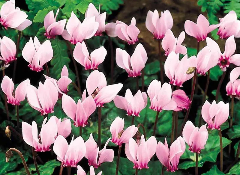 Flowers That Bloom in Spring