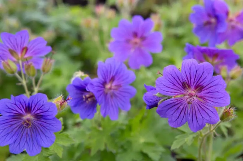 Flowers That Bloom in Spring