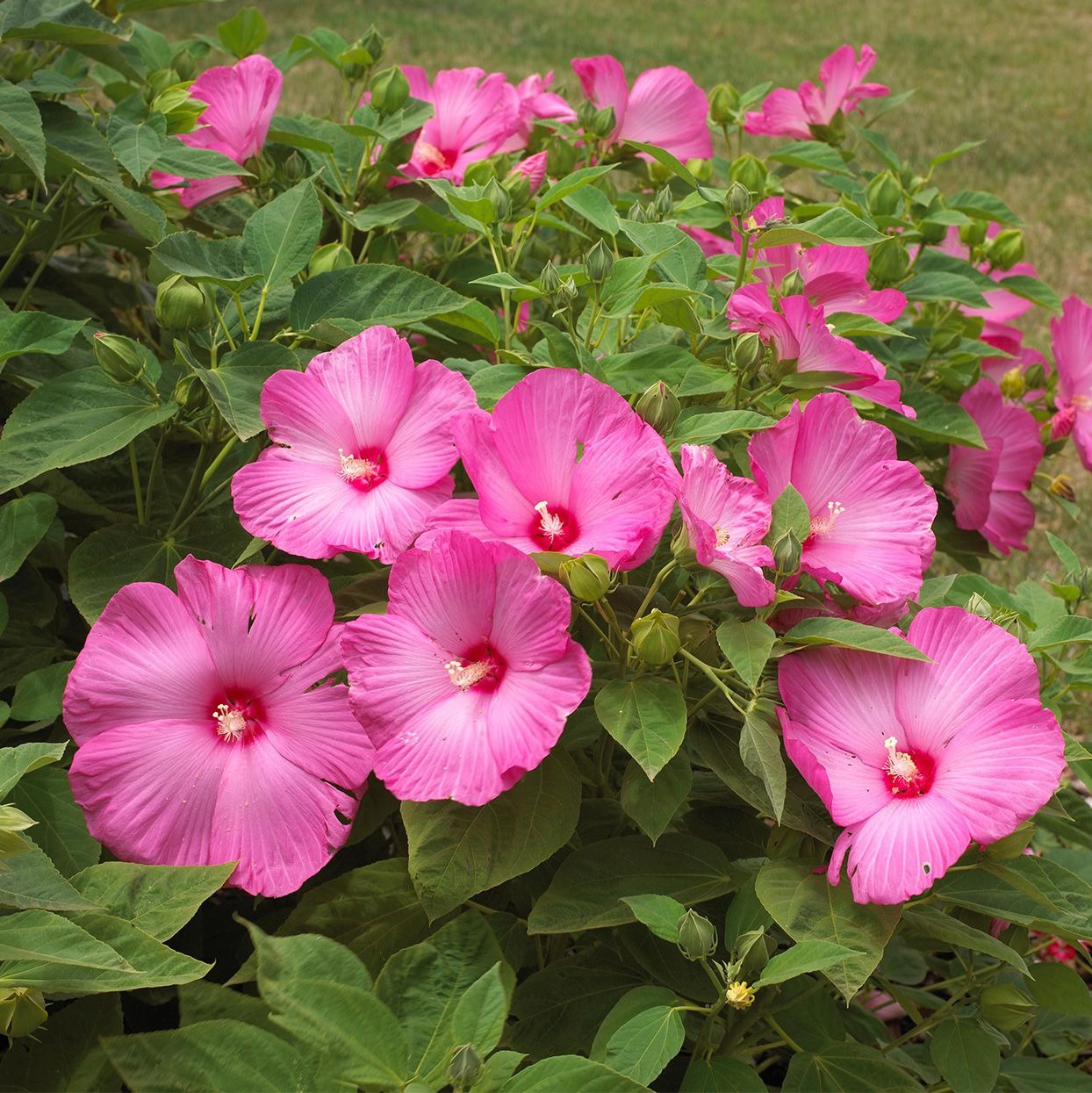 Types of Hibiscus Plants