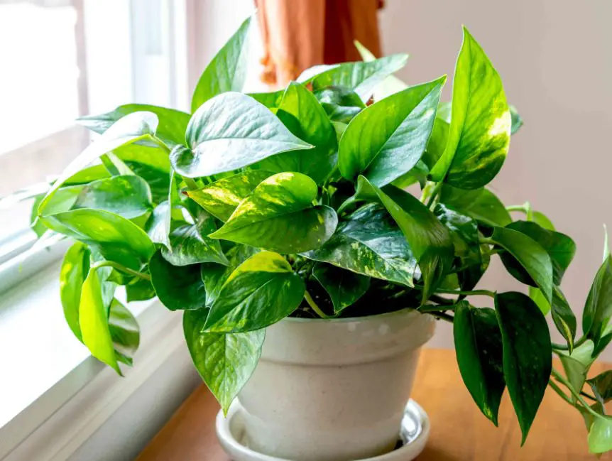 Types of Pothos