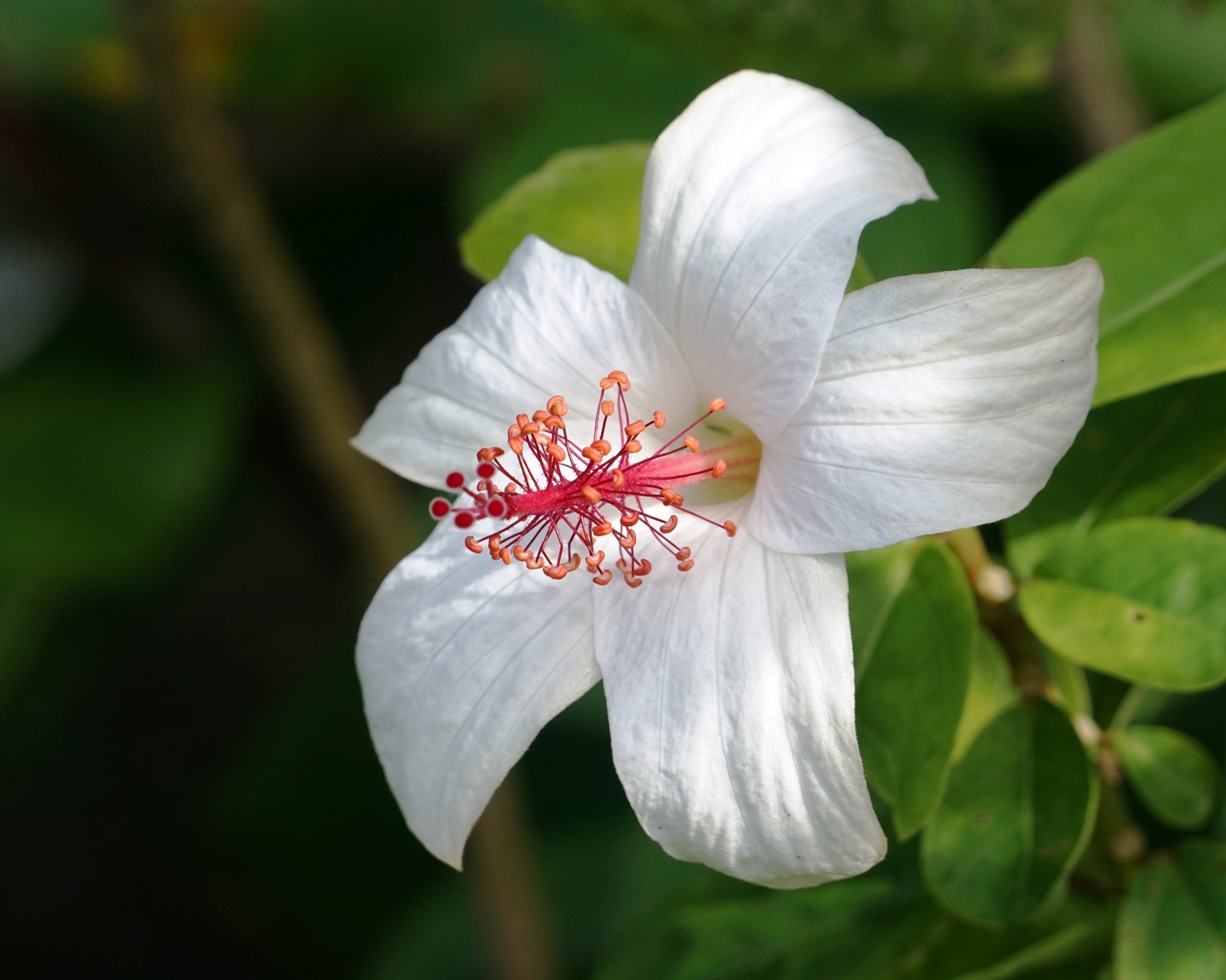 Types of Hibiscus Plants