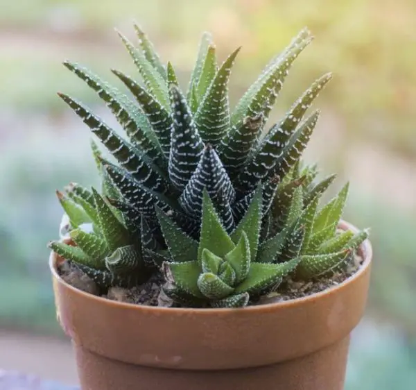 Pet Safe House Plants