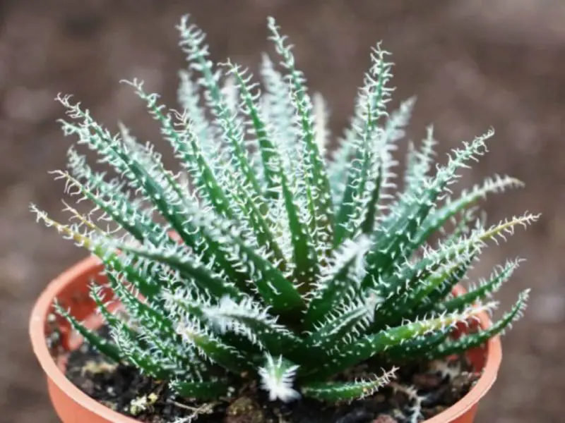 haworthia-leaved-aloe-aloe-haworthioides-800x600-1 Types of Aloe Plants