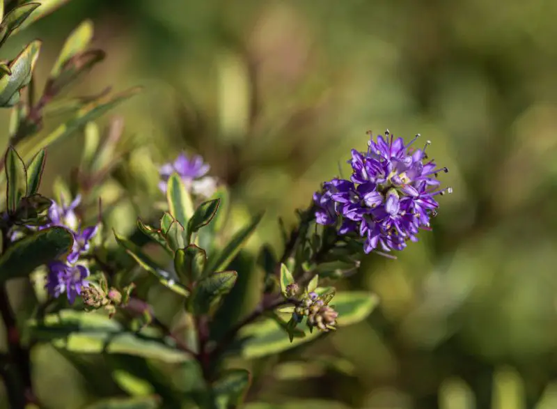 Shrubs with Purple Flowers