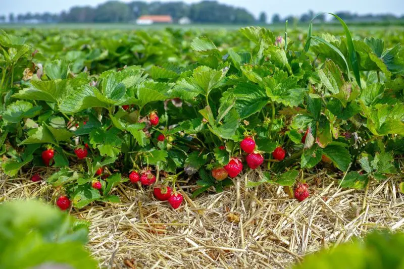 Types of Strawberry Plants