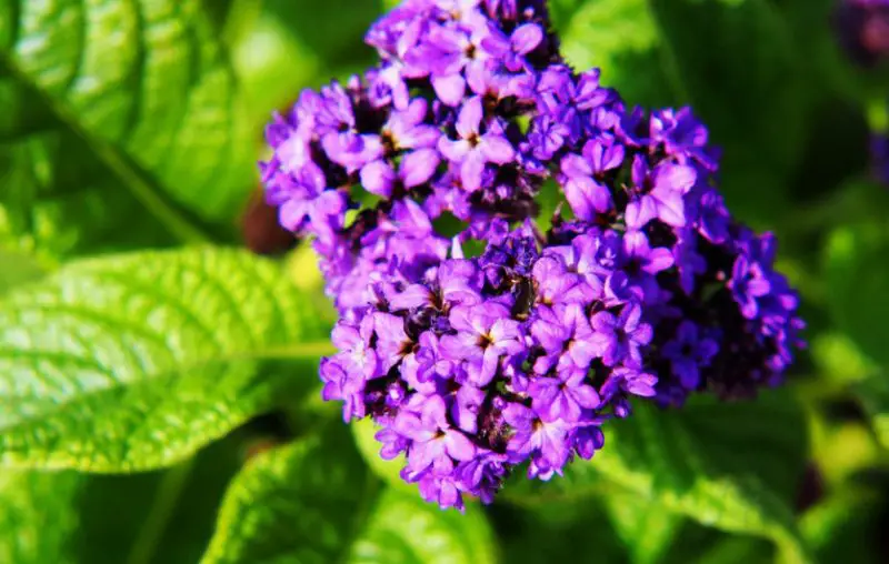 Flowers That Smell Good