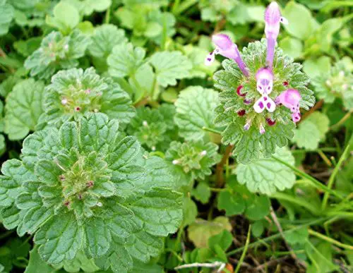 Henbit (Lamium Amplexicaule)