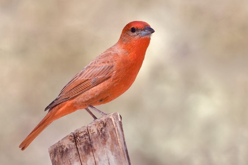 hepatic-tanager-800x533-1 Red Birds in Michigan