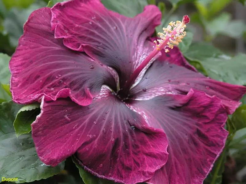 Types of Hibiscus Plants