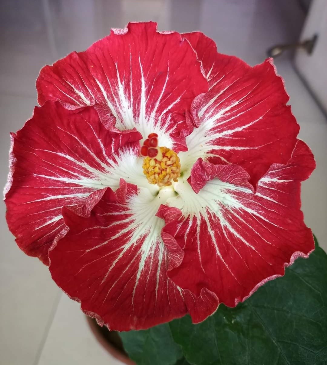 Types of Hibiscus Plants