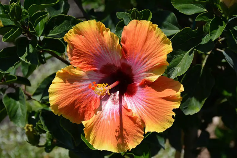 Types of Hibiscus Plants
