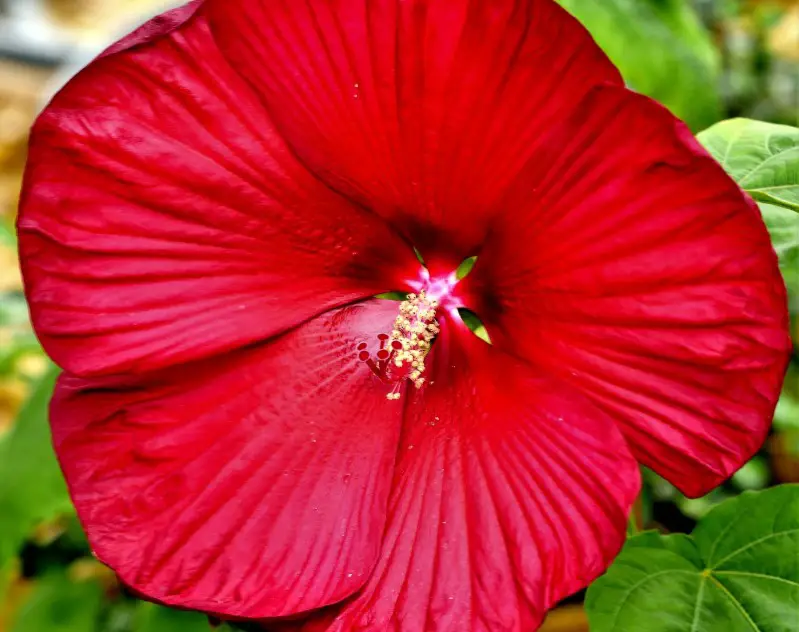 Types of Hibiscus Plants