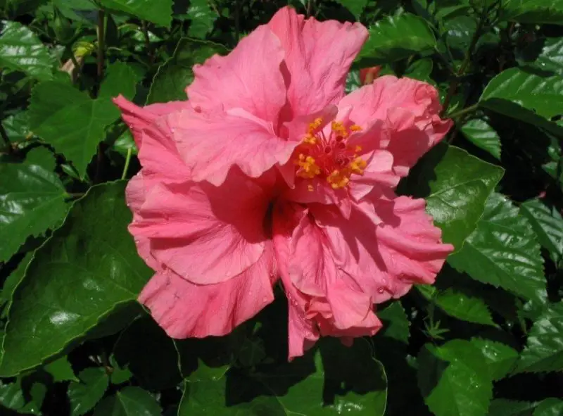 Types of Hibiscus Plants