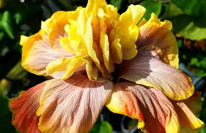 Types of Hibiscus Plants