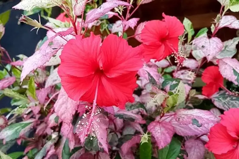 Types of Hibiscus Plants
