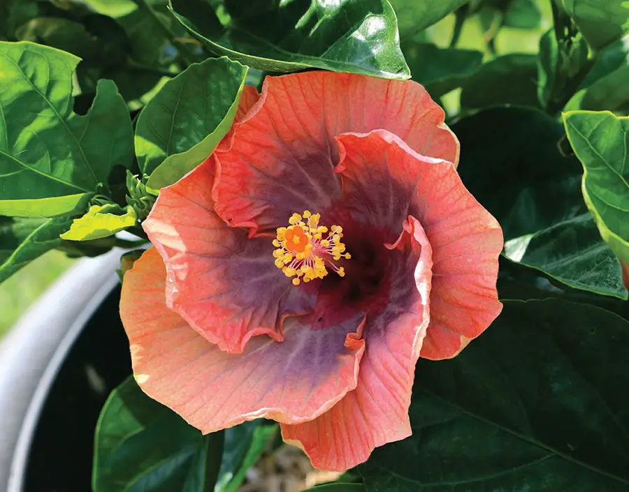 Types of Hibiscus Plants
